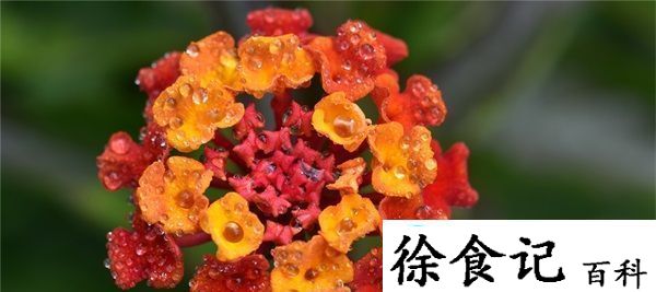 傻大壮长着驴一样的东西：大耳朵成就我的独特人生